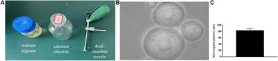 Microencapsulated Neural Stem Cells Inhibit Sciatic Nerve Injury-Induced Pain by Reducing P2 × 4 Receptor Expression